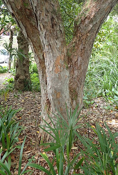 File:Rhododendron arboreum kz1.jpg