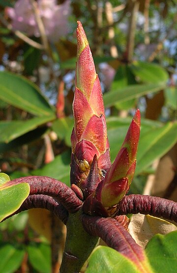 Rhododendron campanulatum