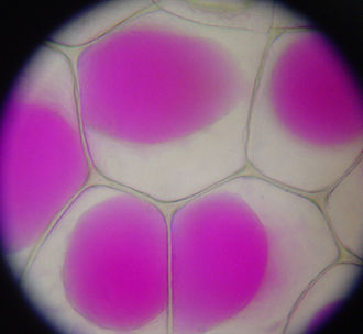 The anthocyanin-storing vacuoles of Rhoeo spathacea, a spiderwort, in cells that have plasmolyzed Rhoeo Discolor - Plasmolysis.jpg