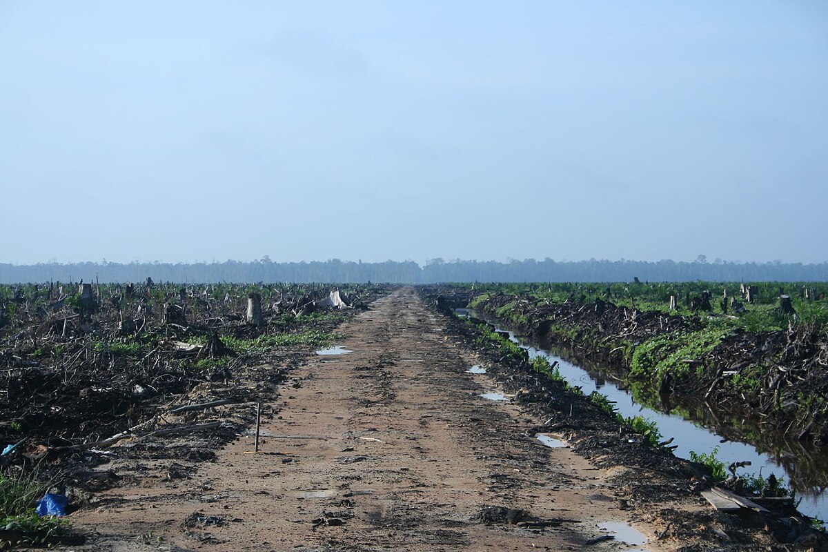 A forest in Sumatra disappears for farms and roads. So do its