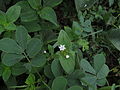 Richardia scabra - Mexican clover 02.JPG