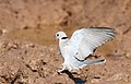 Ring-necked Dove (also known as Cape Turtle Dove), Streptopelia capicola, at Mapungubwe National Park, Limpopo, South Africa (18839641471).jpg