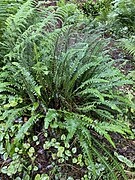 Rippenfarn (Blechnum spicant)