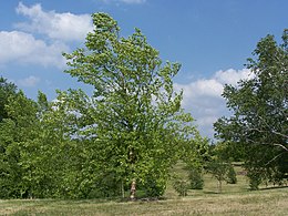 Betula nigra