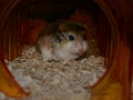 A male Roborovski Hamster likes hiding in his sleeping area.