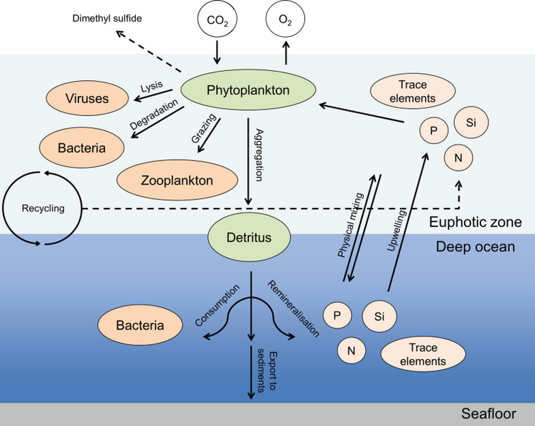 File:Role of phytoplankton on various compartments of the marine environment.png