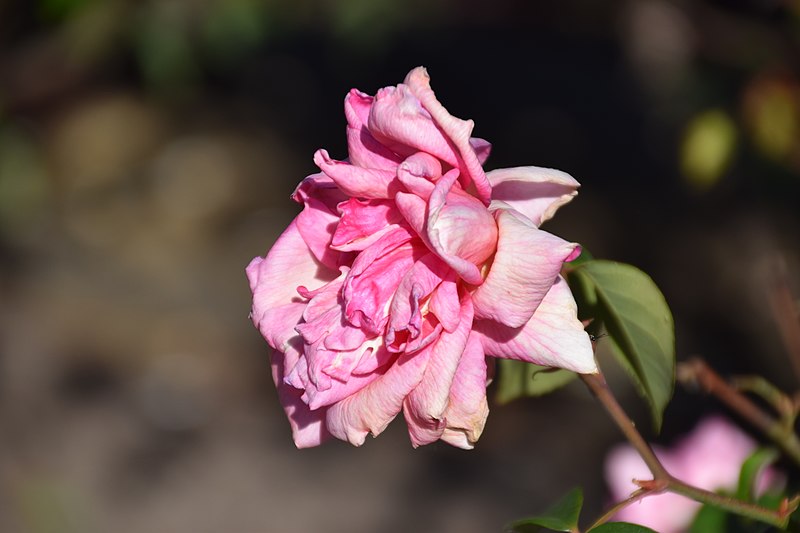 File:Rosa 'Madame Charles'.jpg