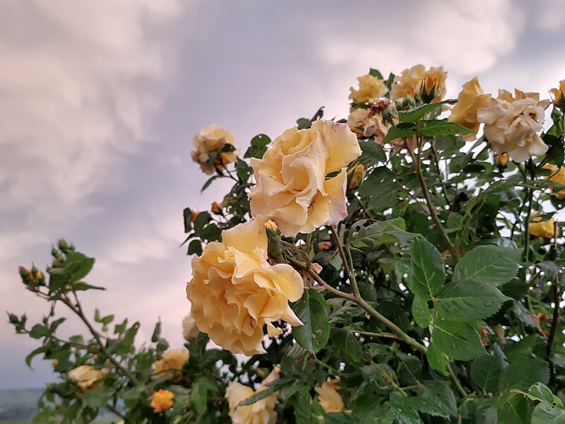 File:Roses against clouds, Johannisberg.jpg