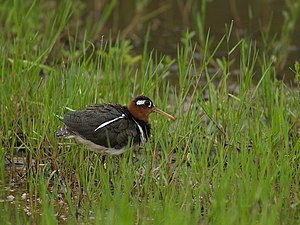 Hembra de la gran gallina (Rostratula benghalensis)