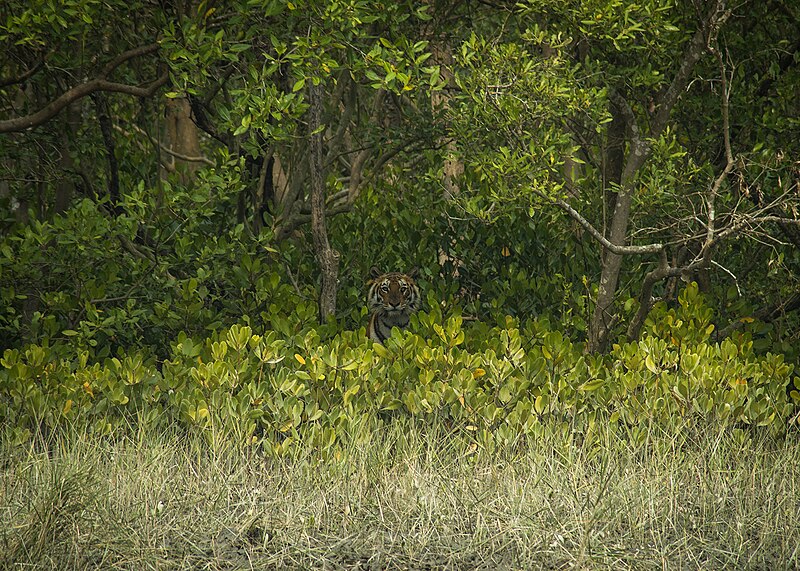 File:Royal Bengal Tiger of Sundarban.jpg