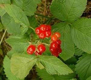 Rubus saxatilis02 cropped.jpg