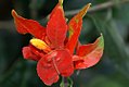 Ruellia chartacea