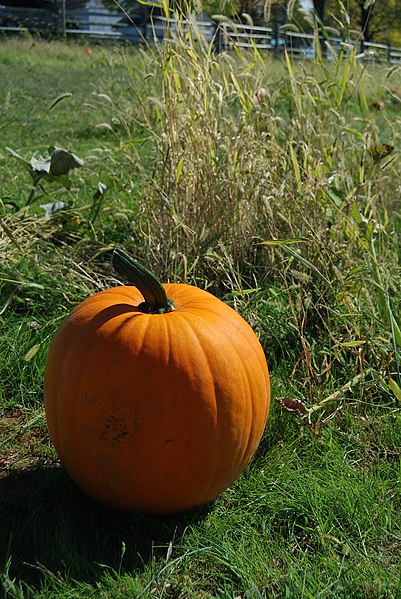 File:SK Fall Pumpkin Patch (5136663149).jpg