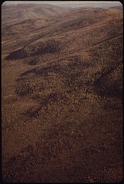 File:SUMMER COLORS ON A HILLSIDE NEAR PROSPECT CREEK CAMP - NARA - 550538.jpg