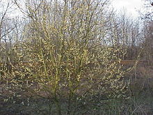 Salix caprea9.jpg