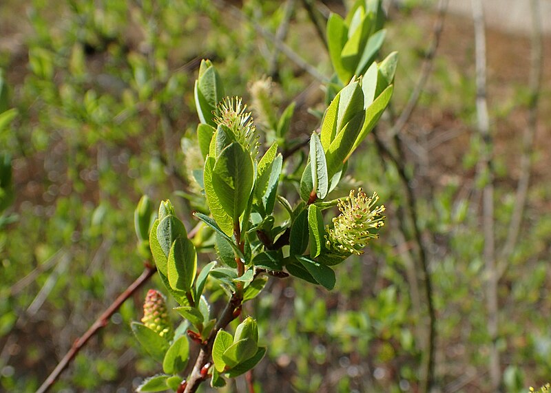 File:Salix myrtilloides kz10.jpg