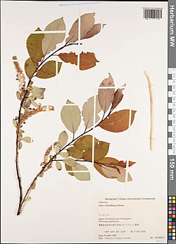 Salix sieboldiana.jpg