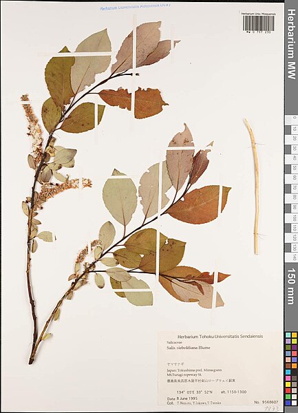 File:Salix sieboldiana.jpg