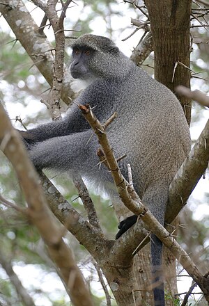 Samango Monkey (Cercopithecus albogularis) (31694955257).jpg