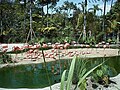 Flamingos at San Diego Zoo