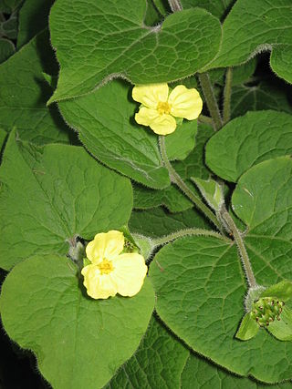 <i>Saruma</i> Genus of flowering plants
