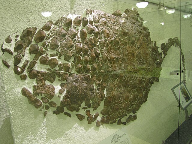 AMNH specimen
