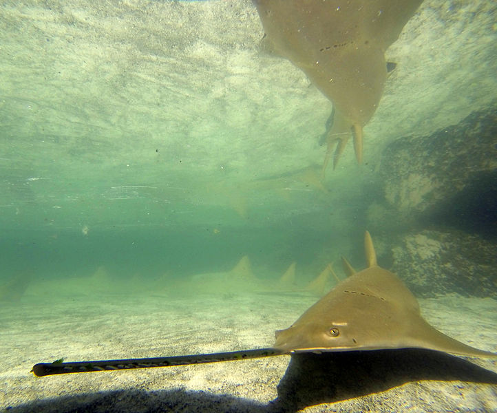 File:Sawfish Atlantis Paradise Island photo D Ramey Logan.jpg