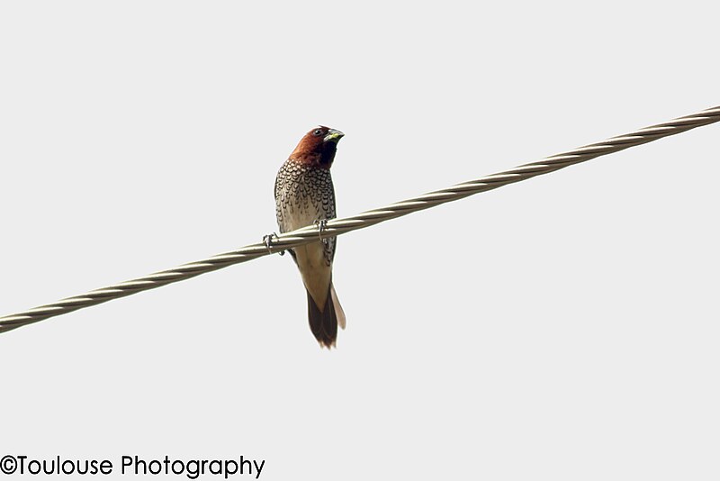 File:Scaly Breasted Munia (85979295).jpeg