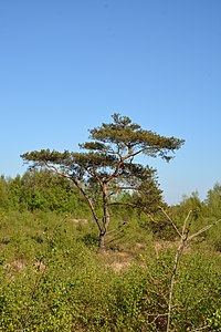 Schleswig-Holstein, Fockbek, Naturschutzgebiet Fockbeker Moor NIK 1775.jpg