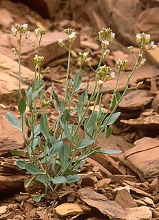 <i>Schoenocrambe barnebyi</i>