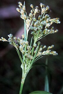 <i>Scirpus pendulus</i> Species of plant