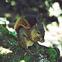 Thumbnail for Bangs's mountain squirrel