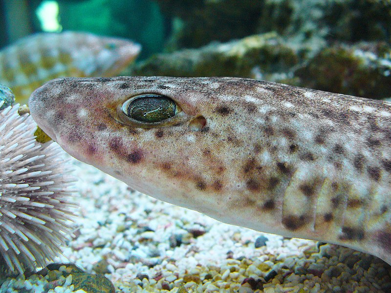 File:Scyliorhinus canicula 01.JPG