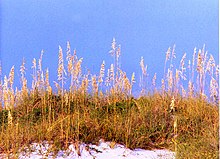 Sea oats at Sand Key Park Sea oats sand key florida01.jpg