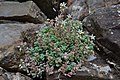 Thick-leaved stonecrop.