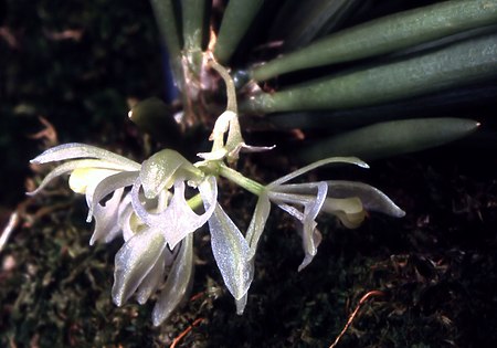 Seegeriella pinifolia