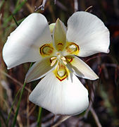 Calochortus nuttallii