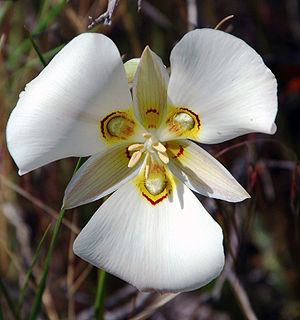 <i>Calochortus nuttallii</i> Species of flowering plant