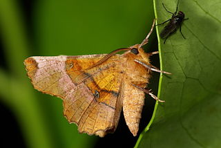 <i>Selenia</i> (moth) Genus of moths