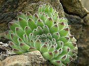 Rosette in the wild in Styria