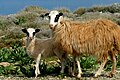 * Nomination Sheeps in North-East Crete, Greece --Kaelkael 21:02, 27 June 2014 (UTC) * Decline Unfortunate crop of the animal. Image not sharp enough and lacking details of fur. --Cccefalon 05:48, 5 July 2014 (UTC) Plus overexposure (blown parts in face). --Kreuzschnabel 18:48, 5 July 2014 (UTC)