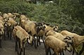 Sheeps Sathanur, Perambalur JEG2991.JPG