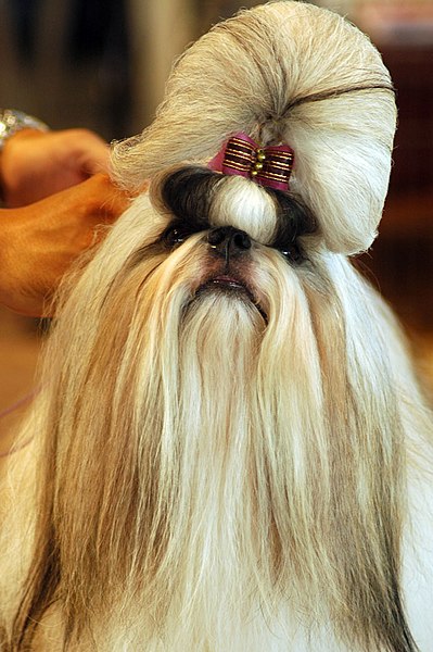 File:Shih Tzu portrait show dog.jpg