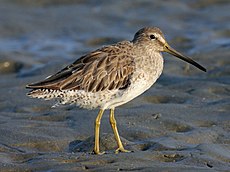 Short-billed Dowitcher RWD2016b.jpg