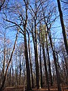 Shrader-Weaver Woods (5209105493).jpg