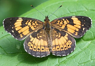 <i>Chlosyne nycteis</i> Species of butterfly