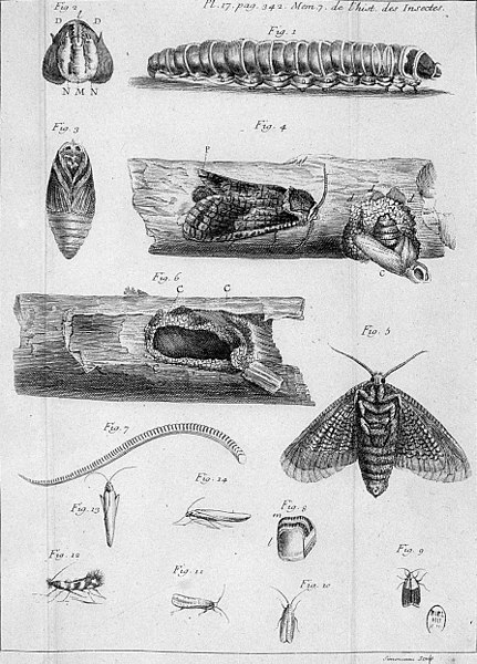 File:Simonneau Philippe -illustrations de Mémoires pour servir à l'histoire des insectes-A-17-342.jpg