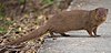 Small asian mongoose.jpg