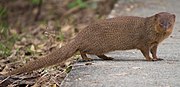 Brun mongoose