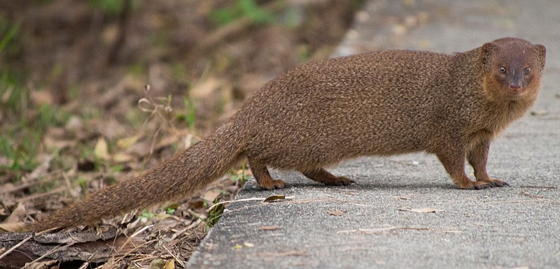 File:Small asian mongoose.jpg